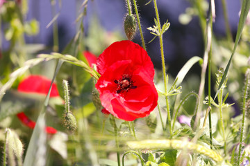Roter Klatschmohn auf einer Blumenwiese im Sommer