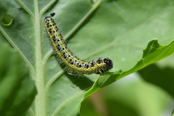 Caterpillar 