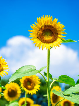 ひまわりと夏空　縦位置