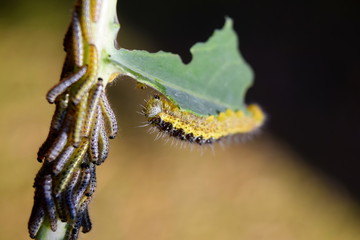 Caterpillar 
