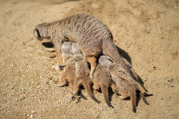 Fototapeta premium Meerkat with babies