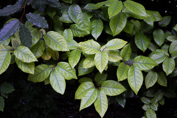 Green plant leaves at park