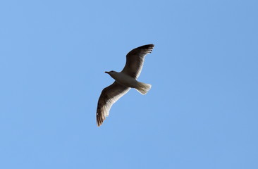 Seagull