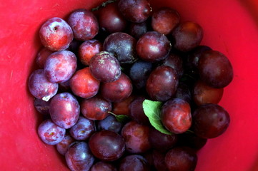 organic plum berries