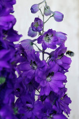 Blauer Rittersporn mit vielen Blüten und Hummel im Sommer vor weißem Hintergrund