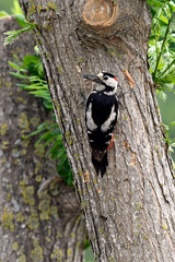 Blutspecht (Dendrocopos syriacus), Thrakien, Griechenland - Syrian woodpecker, Greece