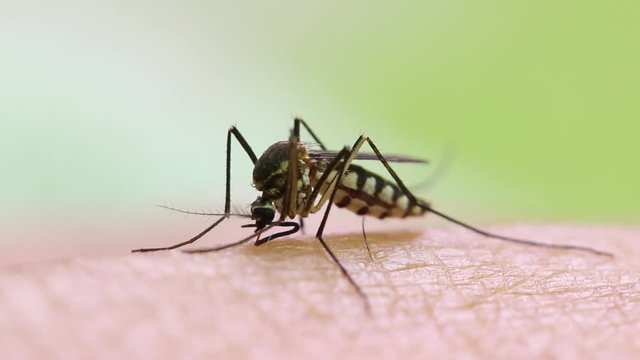 Aedes aegypti Mosquito. Close up a Mosquito sucking human blood,
