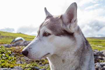 Obraz premium Portrait of dog breed Husky on sunny summer day.