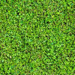 Seamless pattern of clover leaves and grass. Bright juicy greens. Grass carpet.