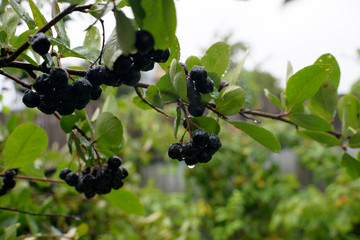 ripe berries of chokeberry Aronia on the branches of bushes on a rainy day