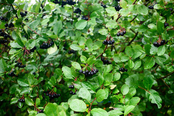 ripe berries of chokeberry Aronia on the branches of bushes on a rainy day