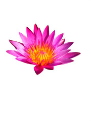 Pink lotus petals on a white background 