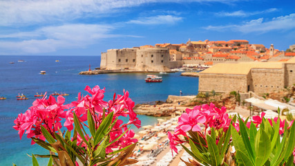 Coastal summer landscape - view of the blooming oleander and the Old Town of Dubrovnik with city...