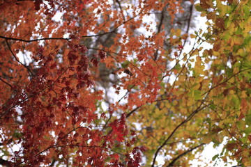 tree in autumn 가을 단풍