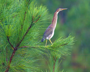 Bittern Bird in a pine tree in North Carolina