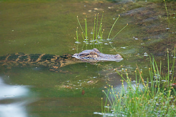 Alligator in a North Carolina Pond
