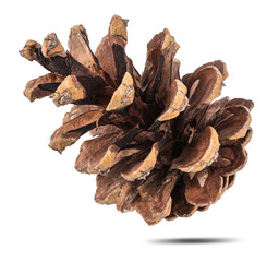 Pinecone isolated on white background with clipping path