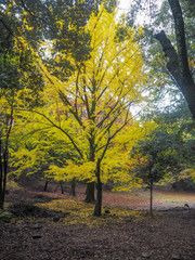 Colorful maple leaves drop on grass ground for background and copy space