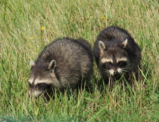 Two scrounging raccoons