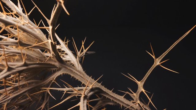 Thorn on a dark background. Video spines. Barb plant close up.