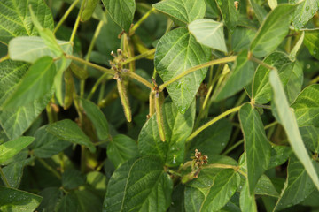 Agricultural soybean pods plantation background on sunny day. Green growing soybeans against sunlight.