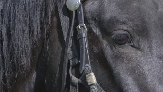 Closeup of a black horses eye