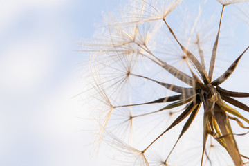 Fototapeta premium Partially dispersed dandelion clock seed head