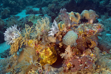 Naklejka na ściany i meble Colorful variety of soft corals. Underwater photography