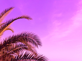 Fototapeta na wymiar Summer palm trees against violet sky at tropical coast, coconut tree, copy space. Background for text, card, invitation, wedding
