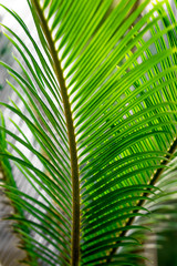 Green palm branches as background