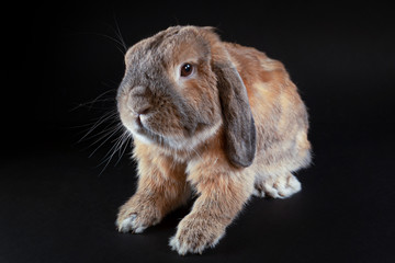 A dwarf red rabbit of a sheep breed sits on a table. Black background.