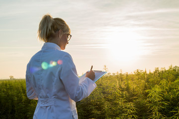 Scientist observing CBD hemp plants on marijuana field and taking notes