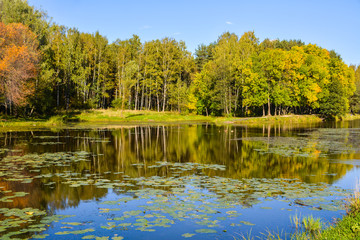 Fototapeta na wymiar Trees by the pond in autumn clothes