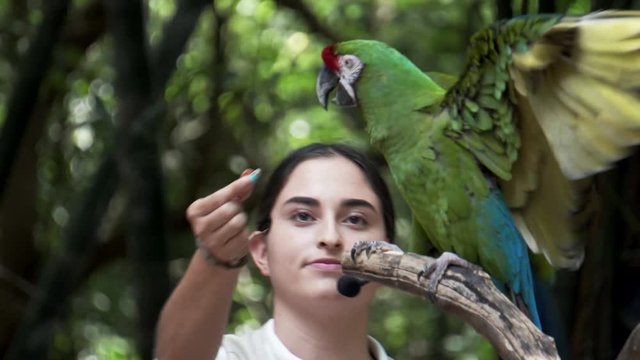 trainer show of a guacamaya in bioparque