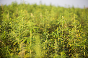 Marijuana CBD hemp plants field in sunrise