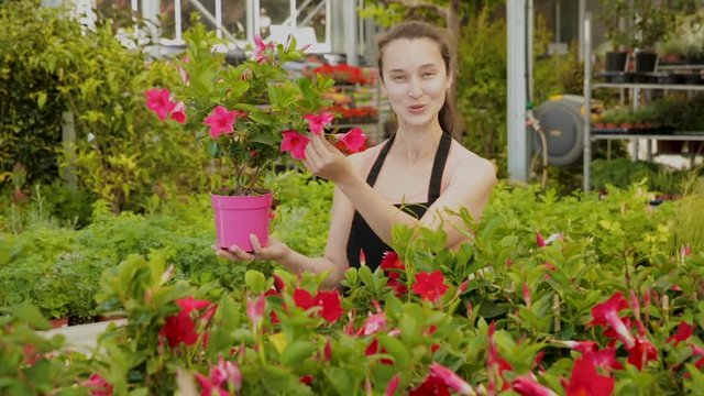 Female florist cultivating Dipladenia (Mandevilla) in greenhouse