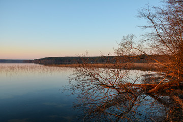 Willow branches leaned over the water