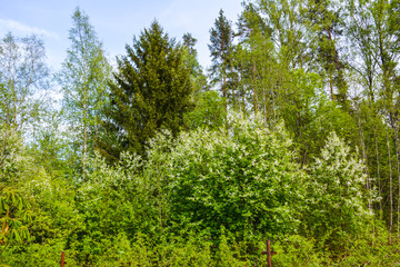 Blooming bird cherry on the background of green spruce