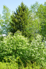 Fototapeta premium Great bird cherry on the background of green spruce