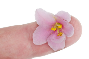 A gentle  pink violet flower lies on the finger of a human hand macro