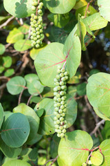 Sea Grape plant with grapes.