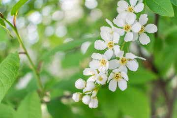 Branch of blossoming apple, macro with soft focus, gentle light background