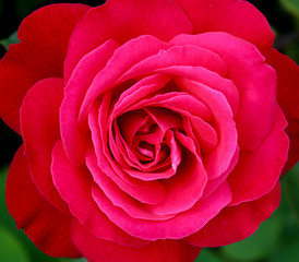 Fresh bright red rose, macro