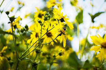 yellow Jerusalem artichoke, green leaves and bumblebee on the flower
