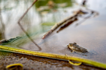 Baby frog in water by the lake