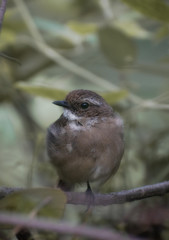 sparrow on a branch