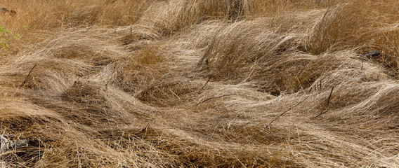 Grasses.  El Charco del Ingenio. San Miguel de Allende, Mexico.