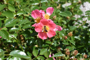 kleine Biene in Blüte