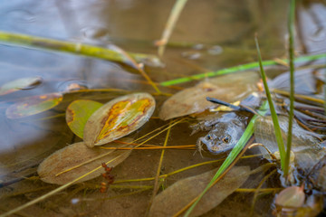 Baby frog in water by the lake
