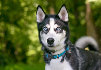 A purebred Siberian Husky dog with blue eyes outdoors